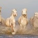 Camargue Horses Running II - Fine Art Horse Photograph