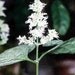 Patchouli Essential Oil, Dark, Indonesian, 4 oz. bottle