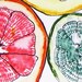 Reproduction Fine Art Print 8.5 x 11- Citrus