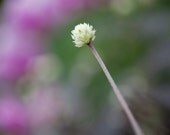 Fine Art Photography 8 x 10 Print - Flowers - Clover Portrait - Home Decor - Gifts Under 50