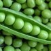 50 Pea 'Thomas Laxton' Seeds - Free Shipping