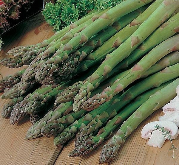 50 Asparagus 'Mary Washington' Seeds - Free Shipping
