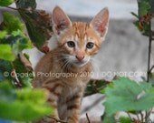 6x9 Fine Art Print - Greek Cats