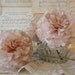 Pale Blush Peonys Peonies with Wilted edges