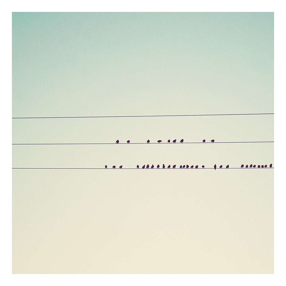birds on wires photo print - whimsical fine art animal photography, nature, sky, silhouette, mint, green, cream, yellow - 12x12