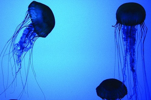 Blue Jellies, Photography, Jellyfish, Ocean, Blue, Sea, Life, Tranquility, Peaceful, Cool