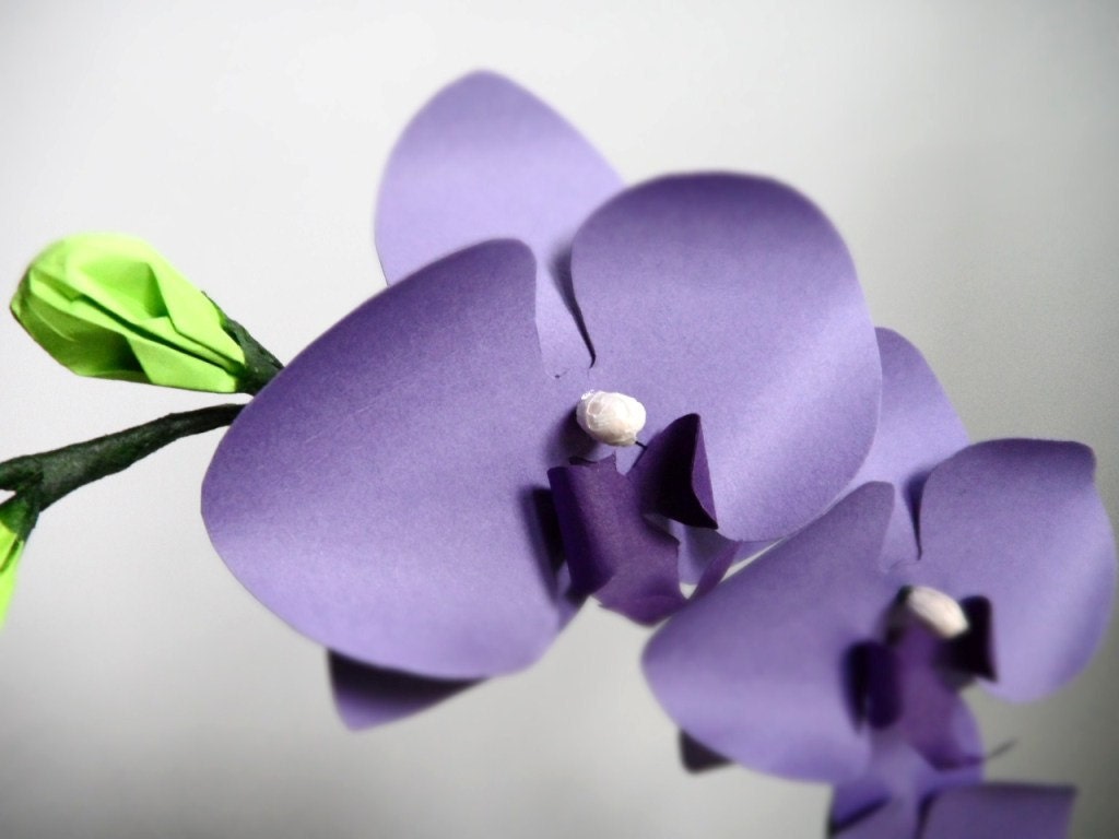 Phalaenopsis orchid care image