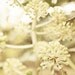 White Buds. Art Print. Spring Blossoms. Fine Art Photography. Pale Green. Home Décor. Size A4