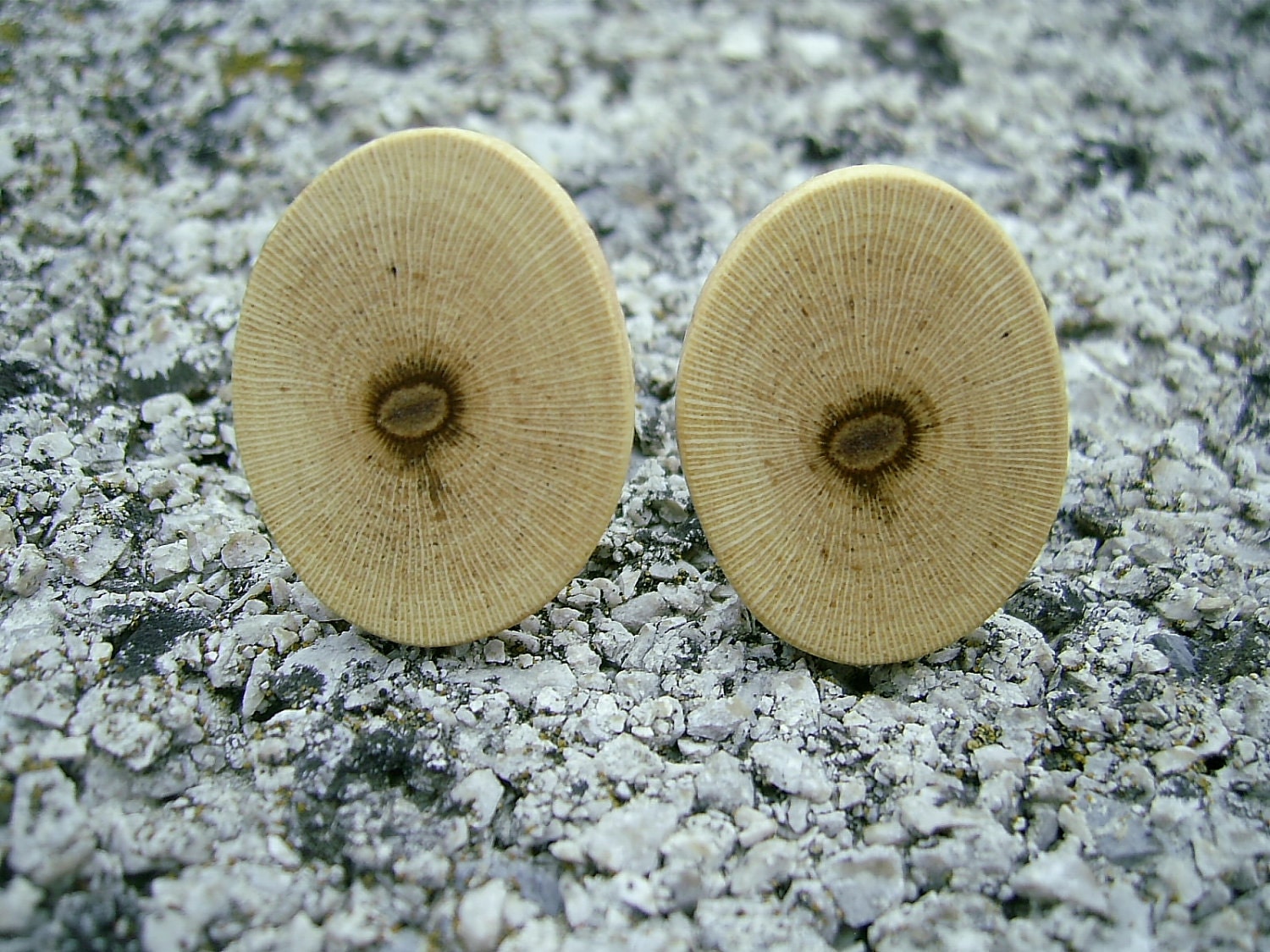 WOODEN CUFFLINKS Beautiful Grapevine Branch Oval Handmade Wooden Cufflinks