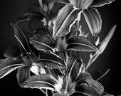 Daylily No. 1