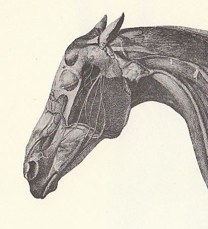 Vintage Horse Musculature Anatomy Illustration Book Page