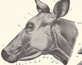 Vintage Cow and Bull Head View Illustration Book Page