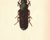 Wonderful Vintage Rove  Beetle illustration