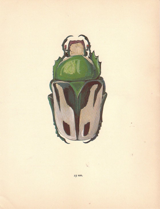 Wonderful Vintage Ranzania Beetle illustration book plate print