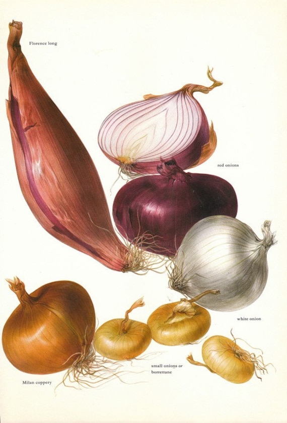 red onion color