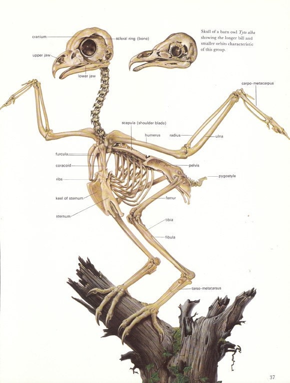 Vintage Book Plate of Owl Skeleton from early 1970s