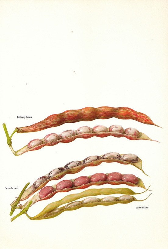 Vintage 1960s Bean Cannelino Color Illustration Book Page to frame
