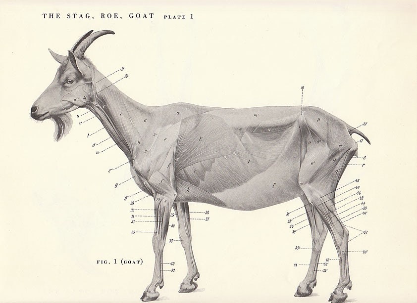 goat skeleton anatomy