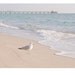 Beach Photo Set, over 40% off, ocean, shell, seagull, beach house decor, coastal living, pastel, soft, sea green, peach, pink, shore