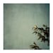 sparrow photograph - original fine art photography, reflection, bird, nature, pine, blue, green, orange - 8x8