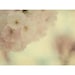 cherry blossom photograph - original fine art photography, soft, dream, pink, spring, flower - 8x10