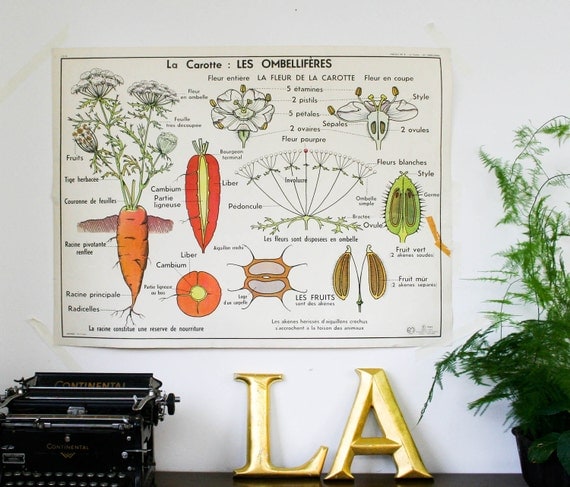 french botanical chart genuine vintage school map, double sided carrot industrial look