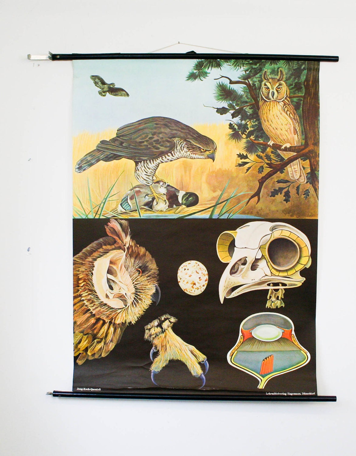 Vintage Industrial Pull down map paper on linen huge school print, Bird of Prey, german school print