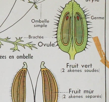 french botanical chart genuine vintage school map, double sided carrot industrial look