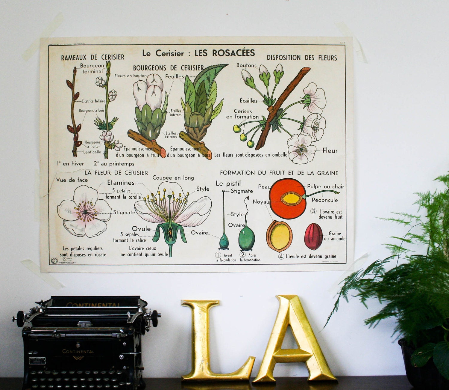 french botanical chart genuine vintage school map, double sided carrot industrial look