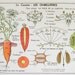 french botanical chart genuine vintage school map, double sided carrot industrial look
