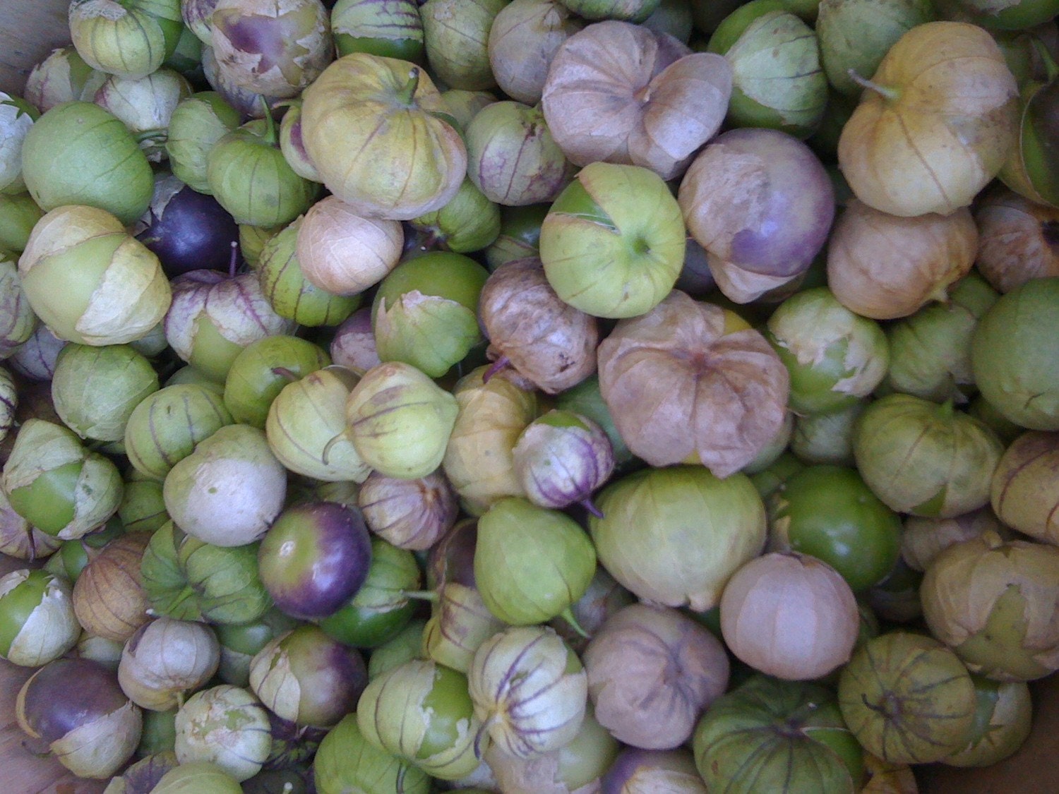 2 Variety Purple and Green Tomatillo Seeds Pack Organic Heirloom Rare