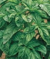 Genovese Basil ORGANIC HEIRLOOM Seed Best FLAVOR Best Seller