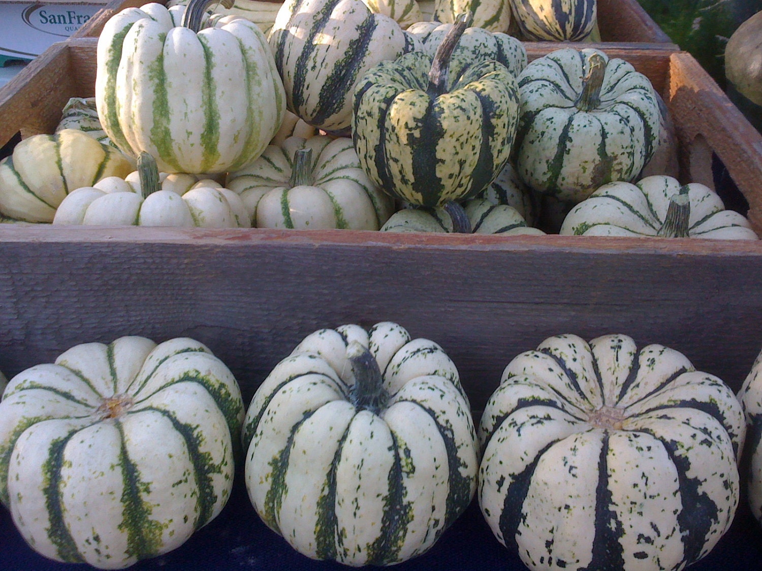 HALF PRICE Organic Heirloom Sweet Dumpling Winter Squash Seeds