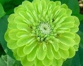 Giant Green Envy Zinnia Flower Seed