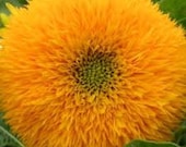 Heirloom Teddy Bear Sunflower Seeds