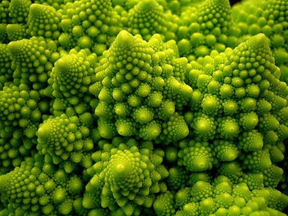 Organic Heirloom Broccoli Romanesco Seed RARE gourmet