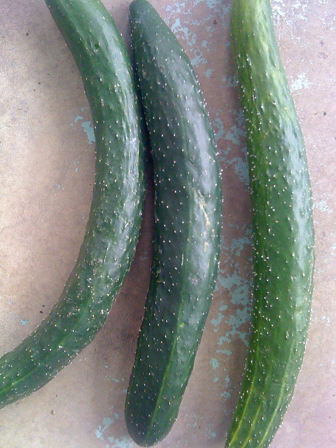 English Cucumber Superior Quality Crispness and by