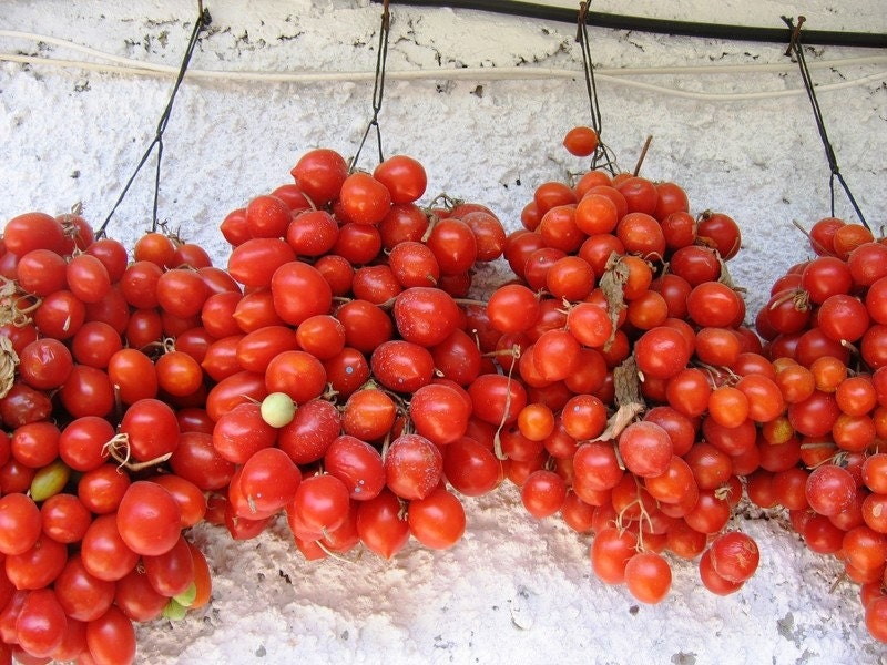 Organic Heirloom Principe Borghese Heirloom Tomato Seeds