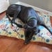 Dog Duvet Cover Mingie Floral Pet Bed-Medium