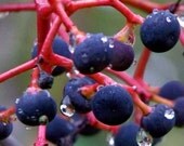 Blue Berries, Red Vines, Nature Photo, Photography, Print, "Berries"
