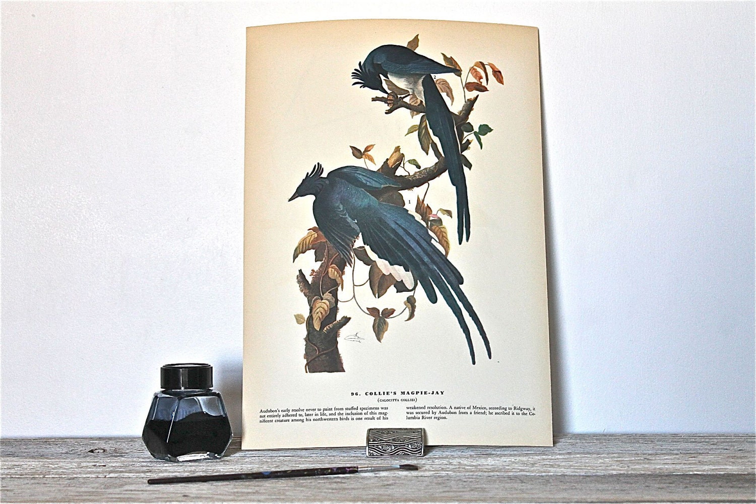 Audubon antique bird plate 1937-Collie's Magpie-Jay & Yellow Warbler