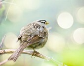 Nature photography, 8x10 northwest bird photo blue green