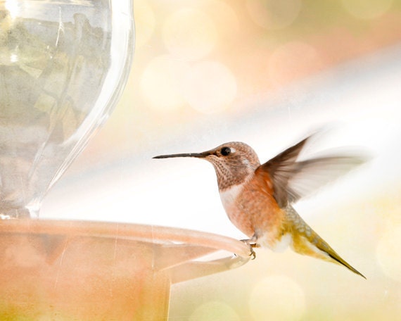Nature photography, 8x10 hummingbird photograph in flight print peach
