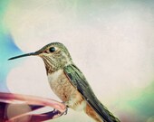 Animal photography, Hummingbird 8x10 fine art photograph green red