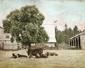 Farm Series 8x10 Photo Cows Under Tree