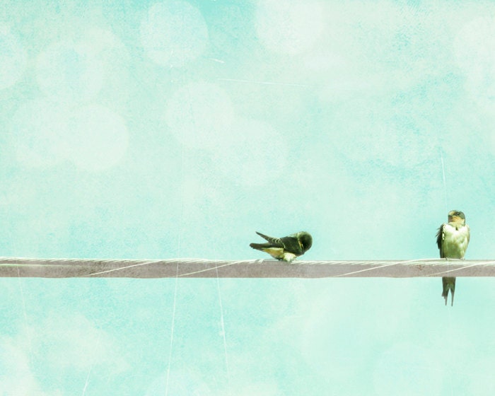 2 Birds on a Wire photo 8x10 blue turquoise