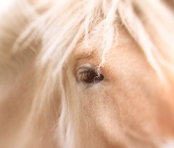 Animal photography, Magic Mystical Horse 8x10 print photograph