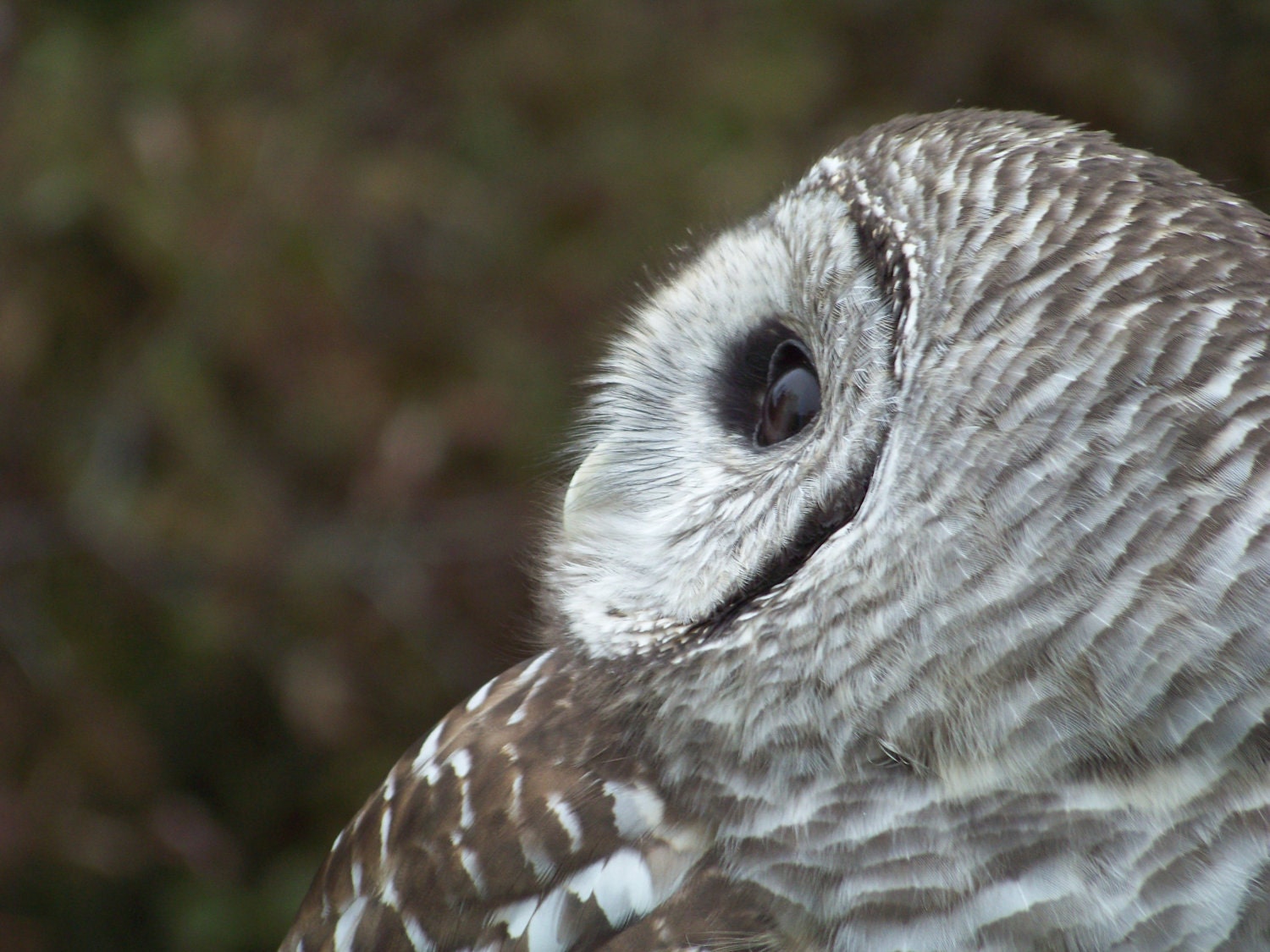 Barred Owl Fine Art Photography Print