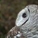 Barred Owl Fine Art Photography Print