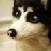 Artist Needle Felted Siberian Husky Dog Sculpture - Blizzard